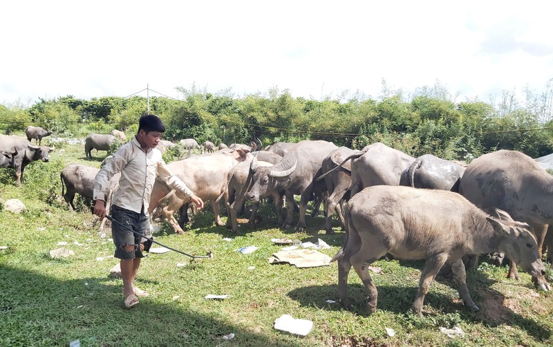 Tan muc dan trau 200 con tien ty giua long Ha Noi-Hinh-6