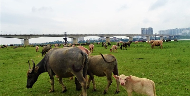 Tan muc dan trau 200 con tien ty giua long Ha Noi-Hinh-9