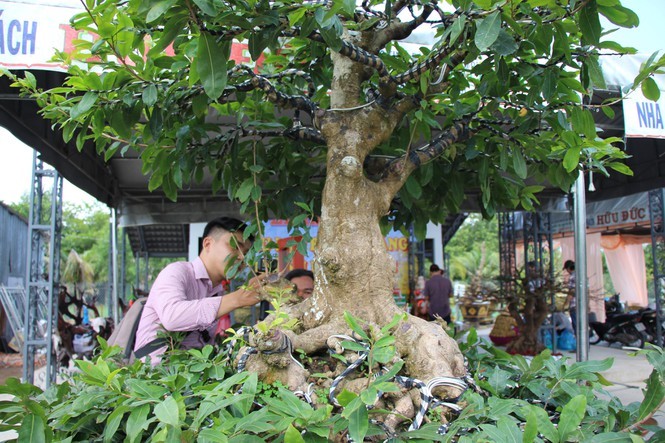 Man nhan nhung cay mai tram tuoi dat ngang chung cu-Hinh-12