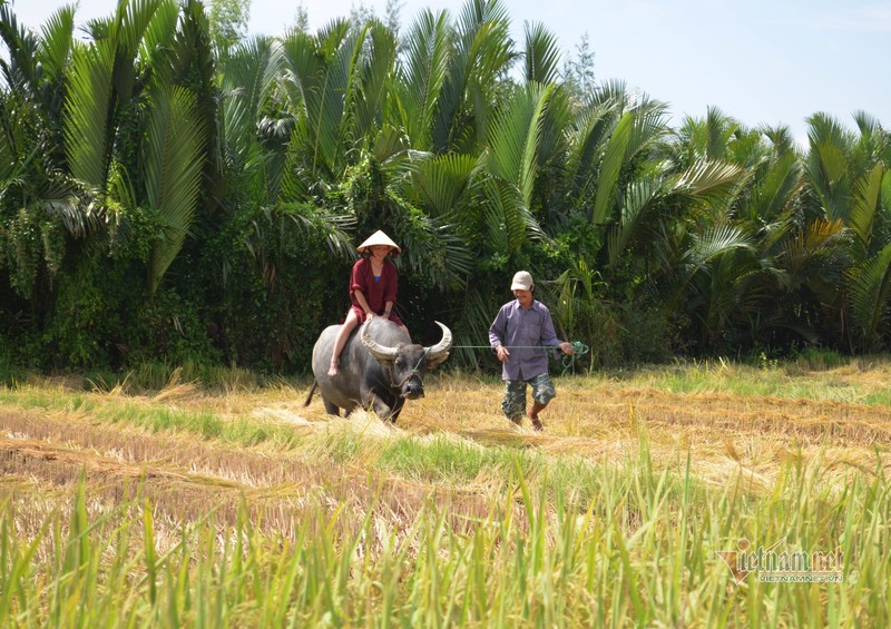 Ru Tay ra dong cuoi trau, dam bun phoi nang... dan Hoi An thu tien do-Hinh-10