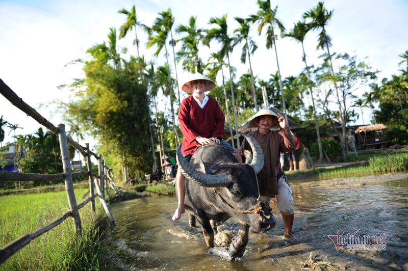 Ru Tay ra dong cuoi trau, dam bun phoi nang... dan Hoi An thu tien do-Hinh-2