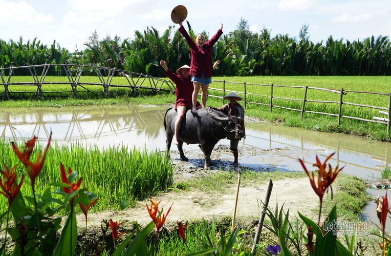 Ru Tay ra dong cuoi trau, dam bun phoi nang... dan Hoi An thu tien do-Hinh-9