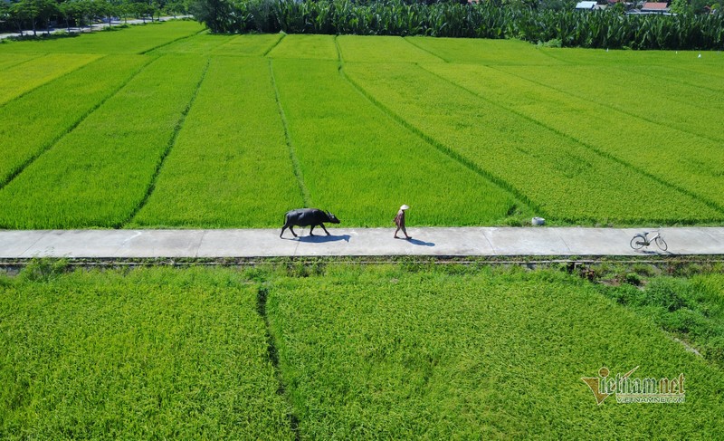 Ru Tay ra dong cuoi trau, dam bun phoi nang... dan Hoi An thu tien do