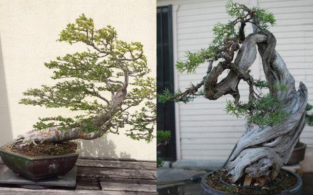 Man nhan vuon bonsai tien ty cua Bang Kieu o My-Hinh-7