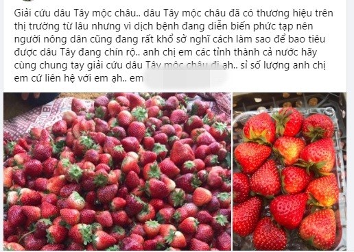 “Nga ngua” su that ve dau tay Moc Chau ban re chua tung co-Hinh-2