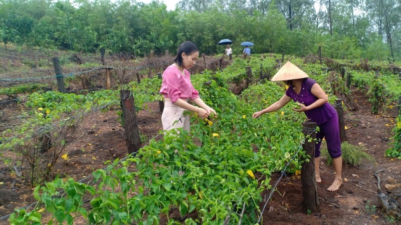 Bat ngo nhung loai cay leo bo rao nong dan kiem tien trieu-Hinh-4