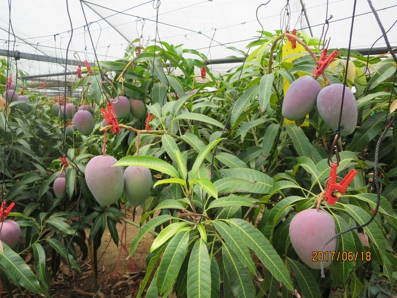 Nguoi trong he lo bi mat tao ra qua xoai gia tram trieu dong-Hinh-3