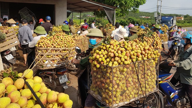 20 tan vai thieu som Bac Giang xuat khau sang thi truong Nhat Ban-Hinh-2