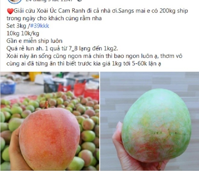 Hoa qua dac san vao mua gia mem o Ha Noi hut khach giua dai dich-Hinh-9