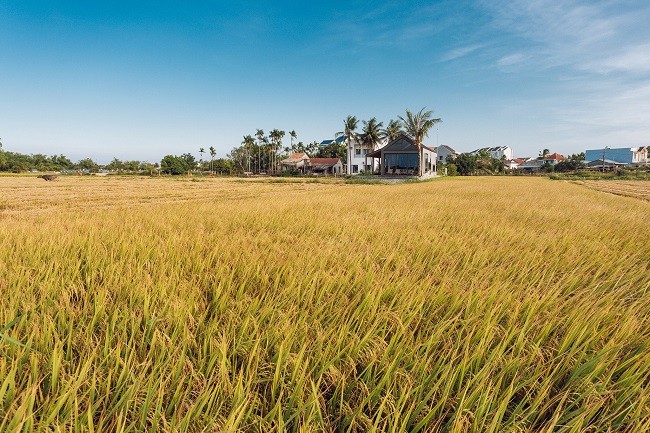 Man nhan villa giua… ruong lua cua cap vo chong tre o Hoi An-Hinh-3