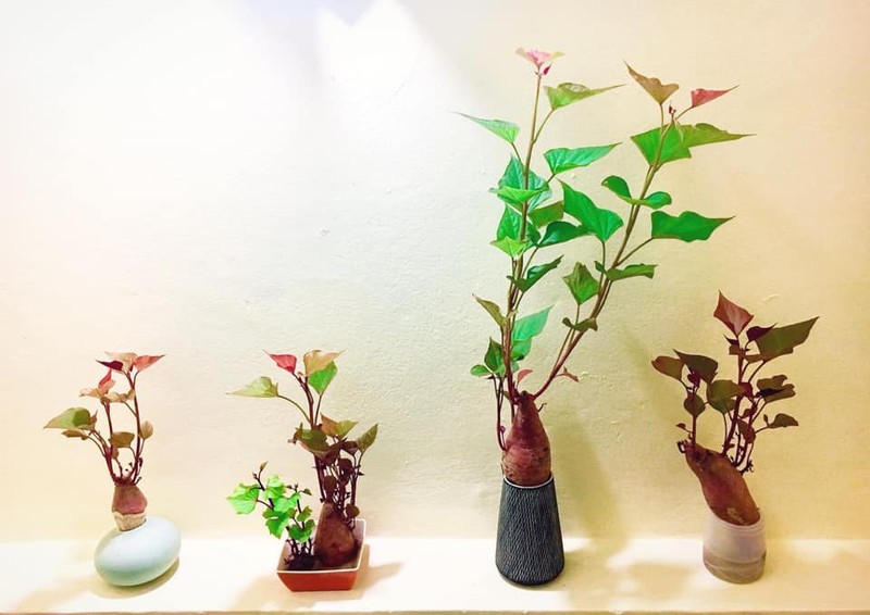 Dep hut mat nhung chau bonsai “lang dot bien” dang gay sot-Hinh-5