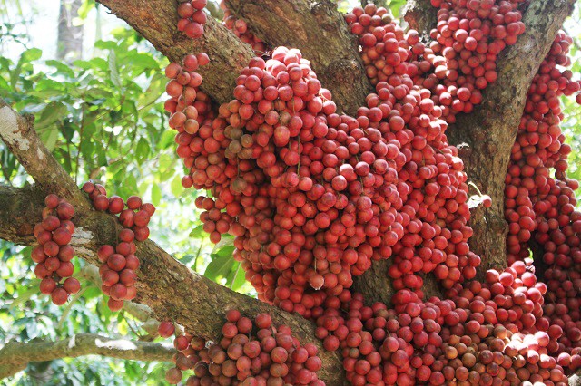 Choang vang cay ra qua “vo ke hoach” nhung ai cung muon so huu-Hinh-5