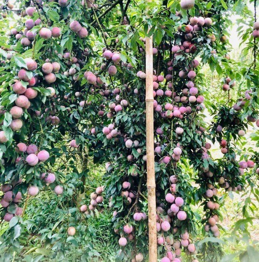 Choang vang cay ra qua “vo ke hoach” nhung ai cung muon so huu-Hinh-6