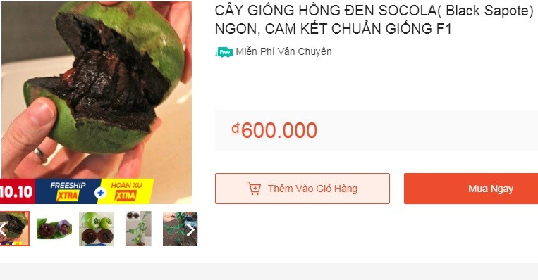 Giong hong ruot den, an nhu socola... 1 cay giong be ti hon nua trieu dong