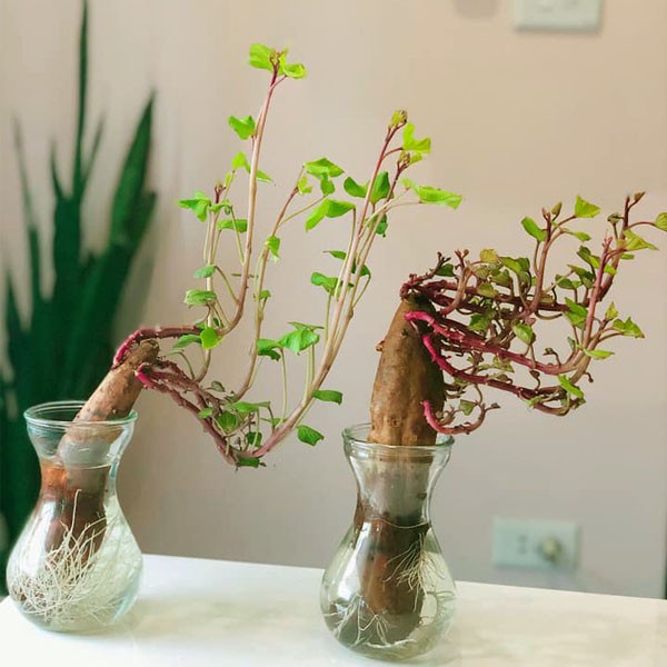 “Ngan ngo” ngam nhung loai bonsai rau cu qua cuc dep-Hinh-9