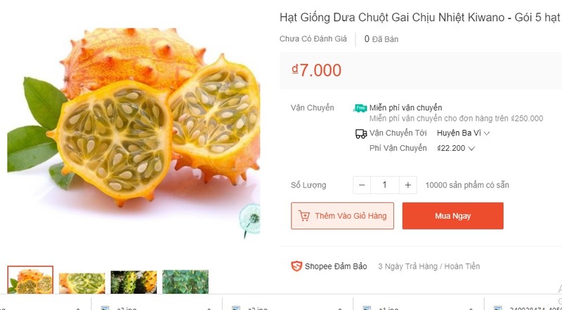 Ky la giong dua chuot vi nhu chuoi... 400.000 dong/qua-Hinh-5