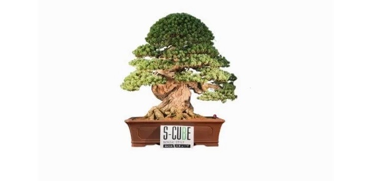 Man nhan loat sieu pham bonsai nha giau co tien cung kho mua-Hinh-2