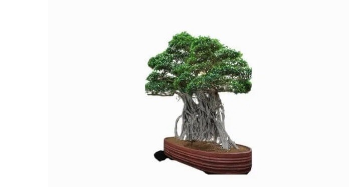 Man nhan loat sieu pham bonsai nha giau co tien cung kho mua-Hinh-4