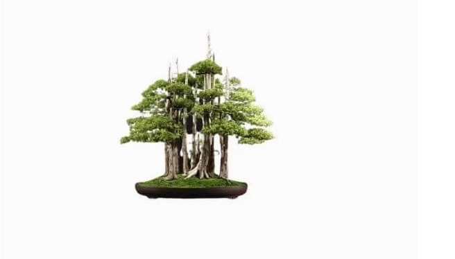 Man nhan loat sieu pham bonsai nha giau co tien cung kho mua-Hinh-8