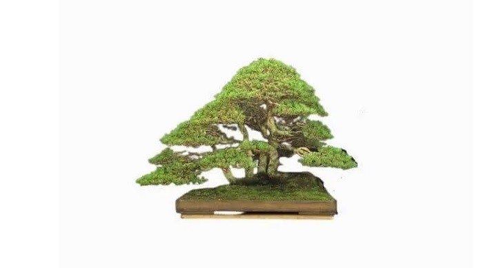 Man nhan loat sieu pham bonsai nha giau co tien cung kho mua-Hinh-9