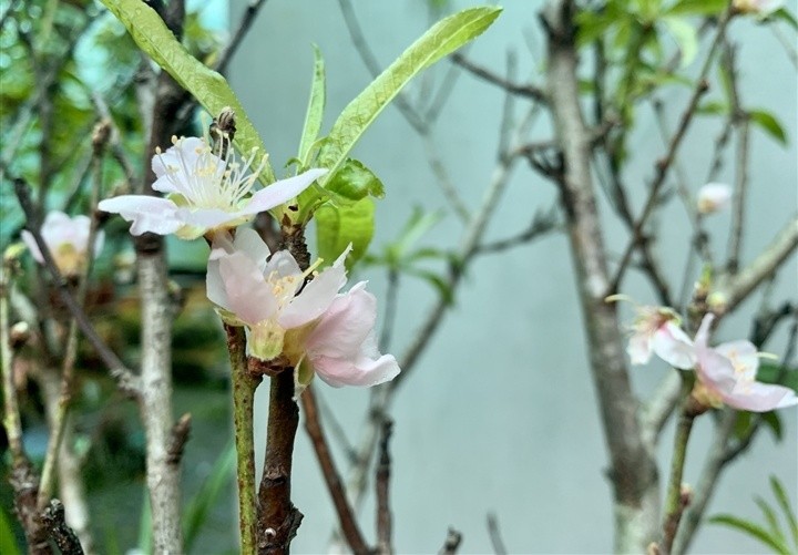 Dao no som gia bac trieu/canh, chi em Ha thanh lung mua choi Tet som-Hinh-11