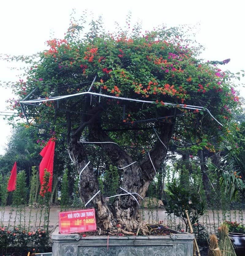 Chiem nguong nhung cay hoa giay ngu sac tram trieu phuc vu dai gia choi Tet-Hinh-6