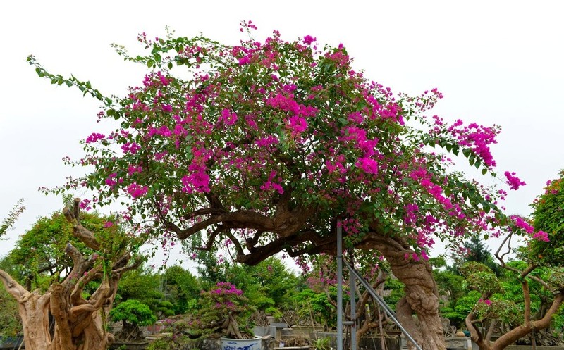 Chiem nguong nhung cay hoa giay ngu sac tram trieu phuc vu dai gia choi Tet-Hinh-8