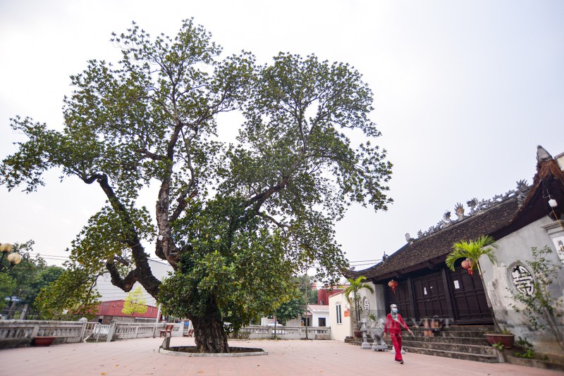 Can canh cay mit 500 tuoi dang co quai o Ha Noi-Hinh-11