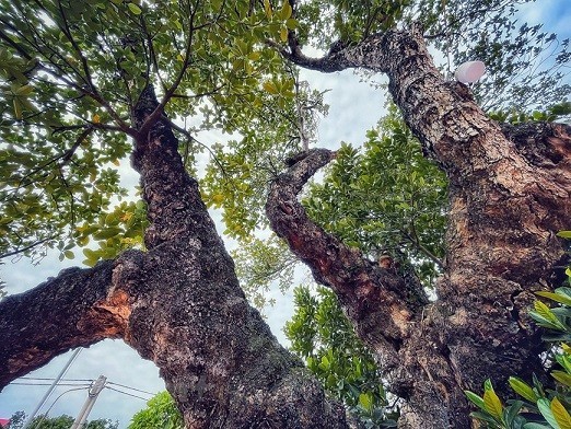 Can canh cay mit 500 tuoi dang co quai o Ha Noi-Hinh-7