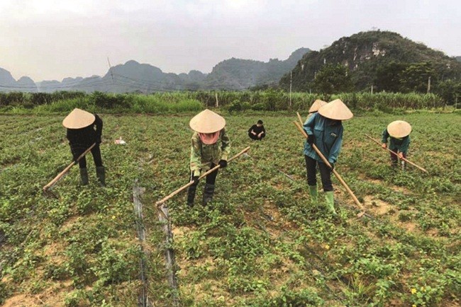 Bat ngo 3 loai cay “toan gai” giup nguoi Viet hai ra tien-Hinh-4