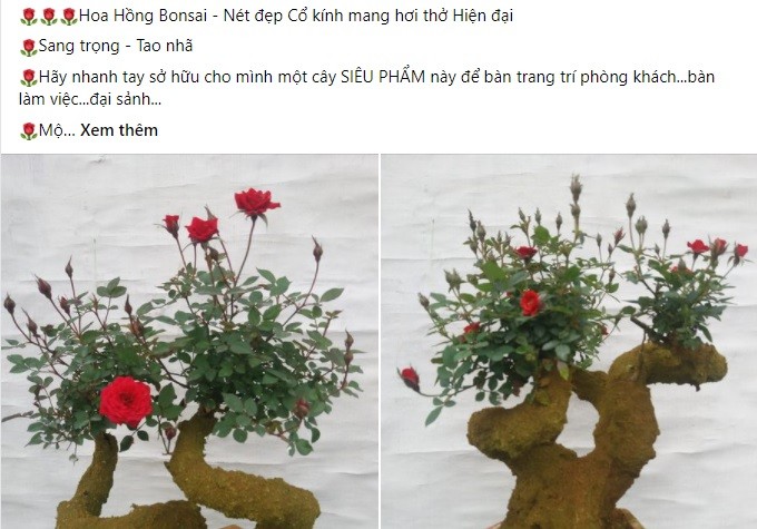 Man nhan hong bonsai gia co hon nua trieu dong choi Tet-Hinh-2