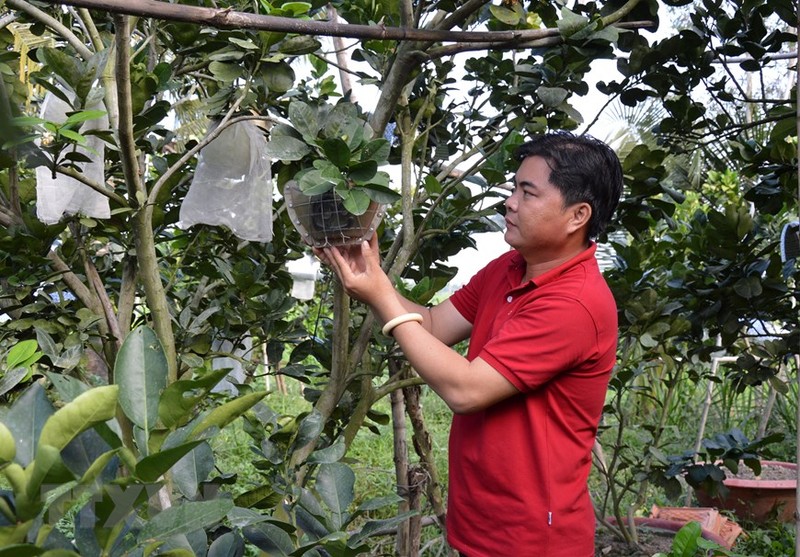 Ngam buoi tao hinh gia tien trieu van hut khach choi Tet-Hinh-6