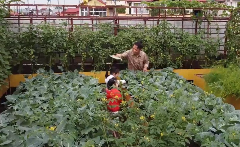 Man nhan vuon rau 200 trieu tren san thuong cua ong bo Ha Noi-Hinh-7