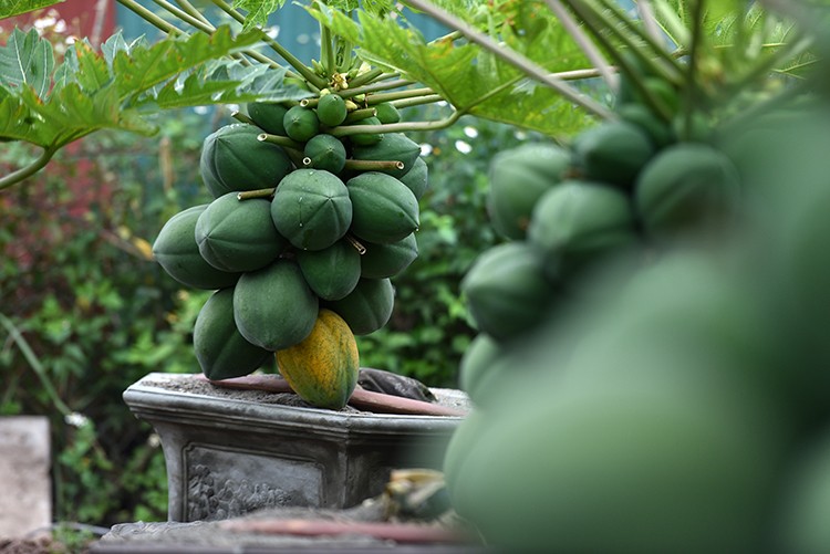 Thich mat ngam bonsai 