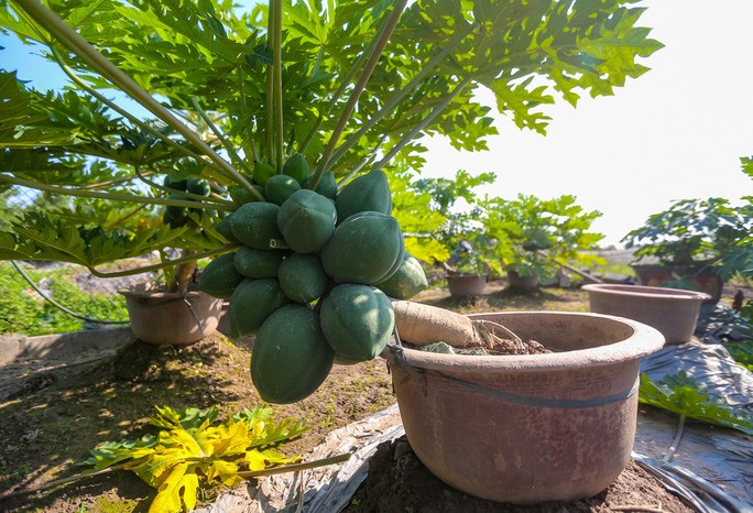 Thich mat ngam bonsai 