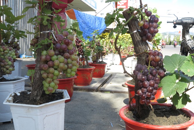 Thich mat ngam bonsai 