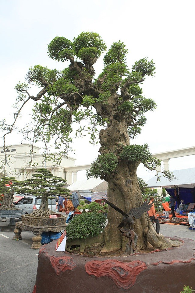 Giat minh nhung cay duoi tien ty dai gia xep hang cho mua-Hinh-10