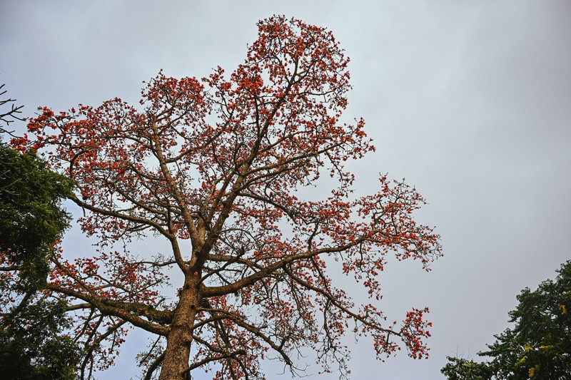 Cay hoa gao lon o Ha Noi bung no thu hut gioi tre-Hinh-2