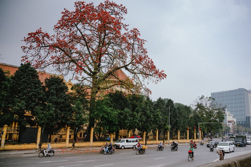 Cay hoa gao lon o Ha Noi bung no thu hut gioi tre