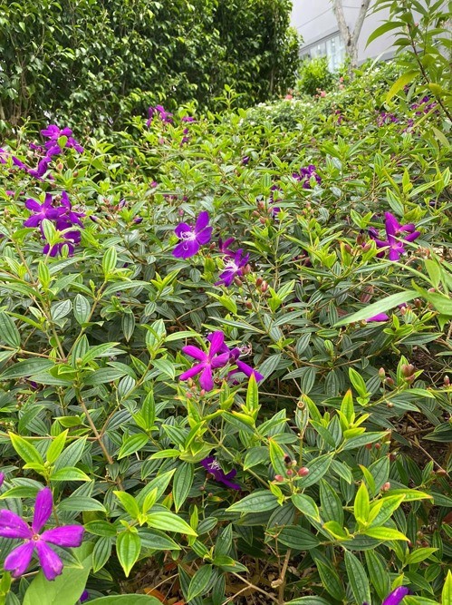 Ben trong biet thu ngap hoa tuoi cua Quy Binh va vo dai gia-Hinh-8