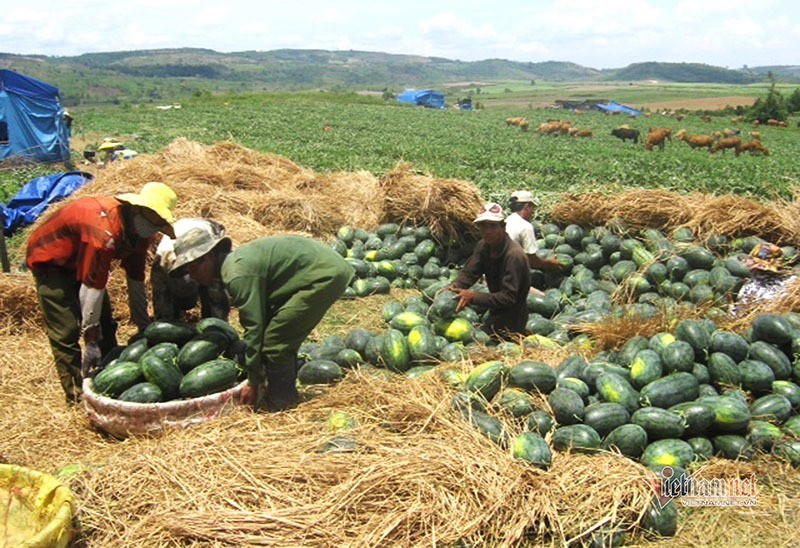 Chuoi 5.000 dong, thanh long 4.000 dong/kg chat dong day via he-Hinh-3