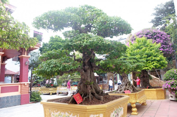 Mục sở thị vườn cây cảnh đẹp nhất thế giới của đại gia Phú Thọ