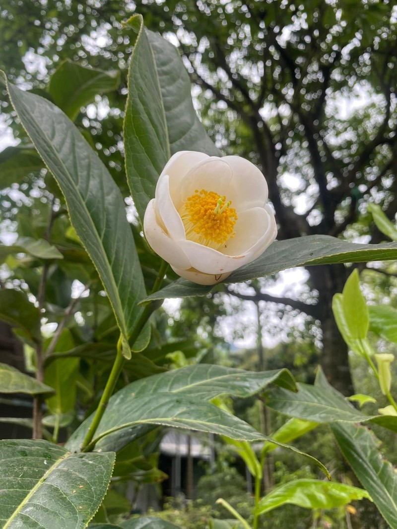 Bach hai duong bong nhien sot gia den tien ty co gi dac biet?