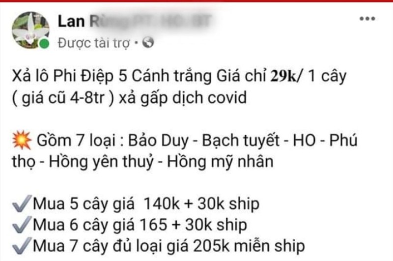 Het thoi, 2 loai cay canh tung gay sot gio “re hon rau“-Hinh-4