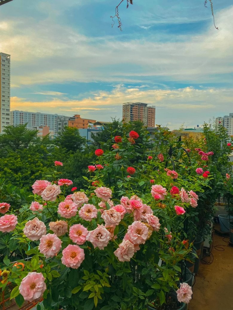 Ngay ngat vuon hong ngoai tren san thuong cua chang trai Sai thanh-Hinh-3