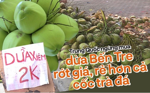 Dua Ben Tre rot gia, re hon ca coc tra da khi Trung Quoc that chat nhap khau