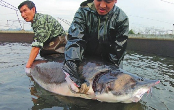 Bi an ve loai ca tien vua “quy nhu vang” sap tuyet chung-Hinh-9