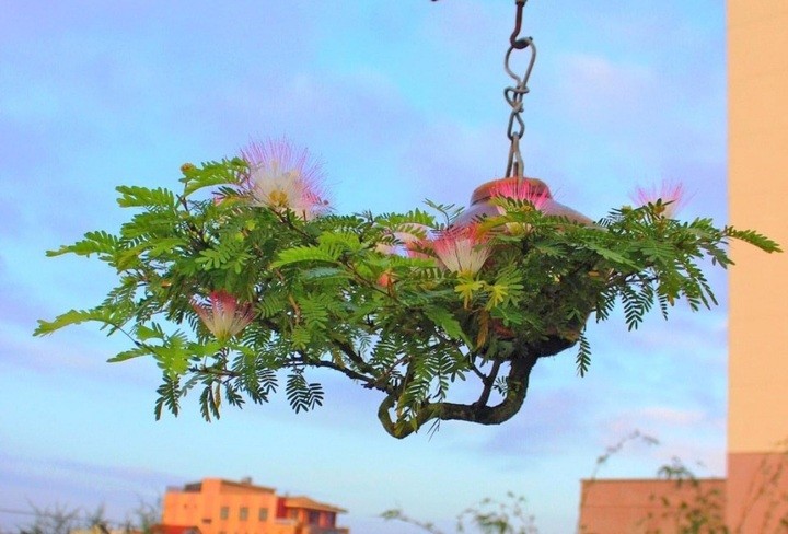 Bonsai dang quai 