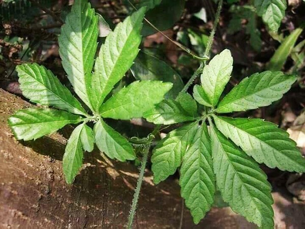 3 loai rau “cuu doi” nha ngheo, gio co tien cung kho ma mua-Hinh-5