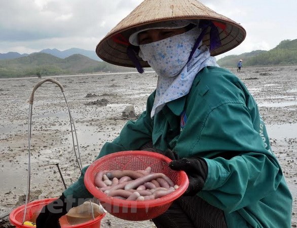 Tan muc qua trinh khai thac dac san tien vua “dat nhu vang”-Hinh-3